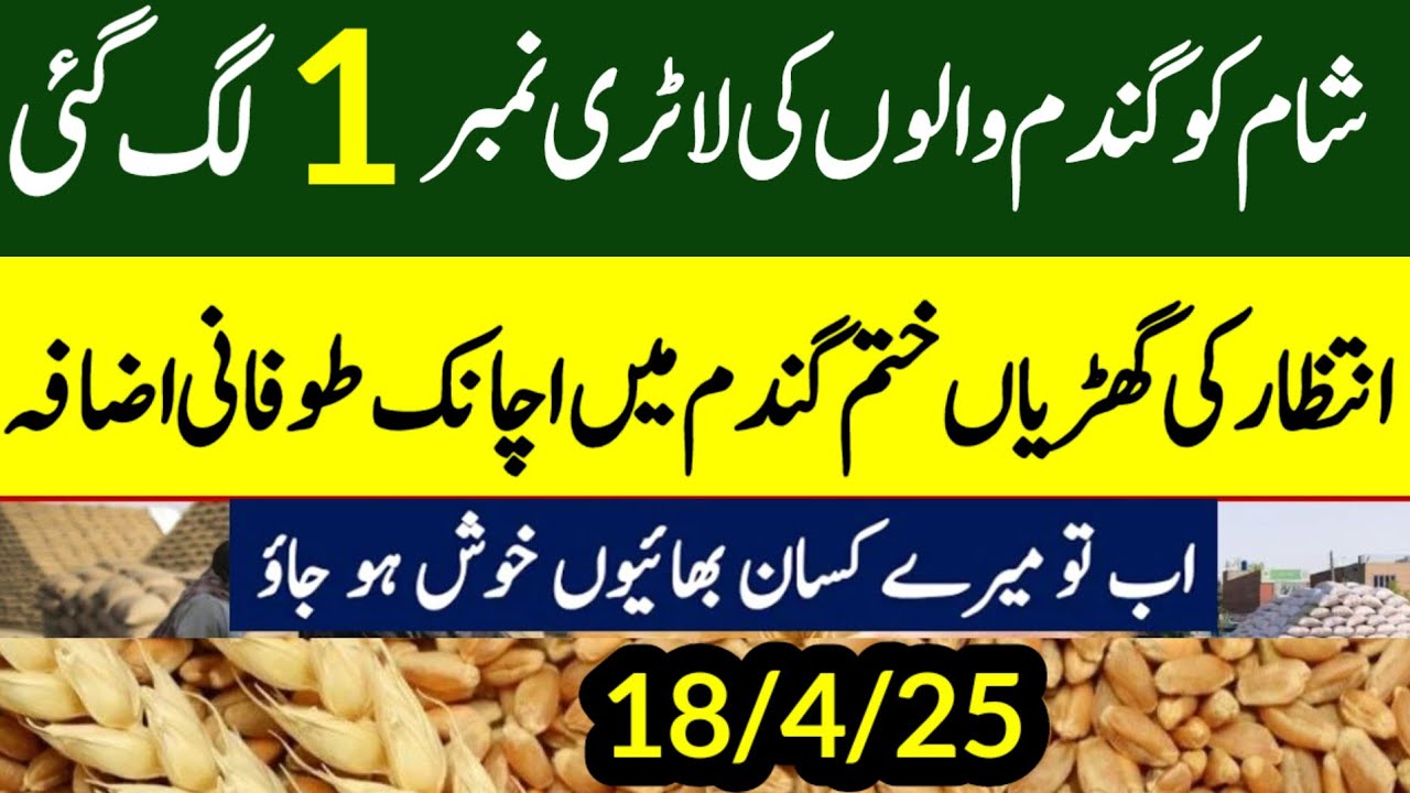 Wheat Support Final Price In Punjab 2025 ll Gundam Rate Today ll گندم ...