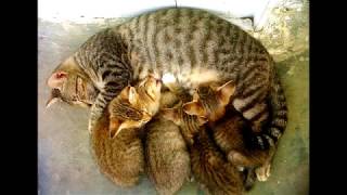 nazhom asmaul husna untuk anak-anak ( versi lagu bang becak ) || Ridwan Cibiuk