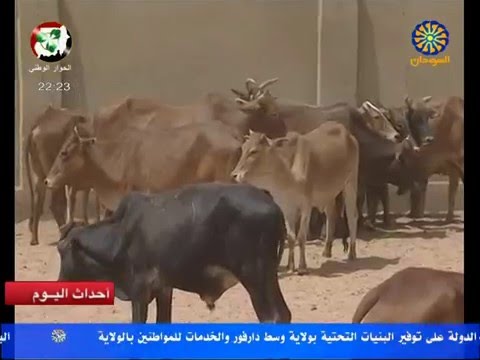 جولة في الضعين نسيج اجتماعي وثروة قومية ود الامين