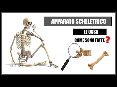 Corpo Umano -  Apparato Scheletrico: LE OSSA - Come sono fatte e come si classificano?