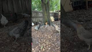 Goldie loves this tree. #chickensaspets #chickensofyoutube #backyardchickens #bufforpington #goldie