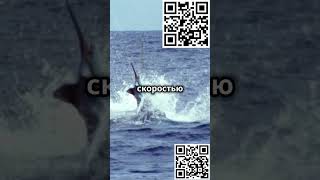 Самые быстрые животные планеты!  #animals  #факты  #животные  #мемы  #шортс  #новости #топ #история