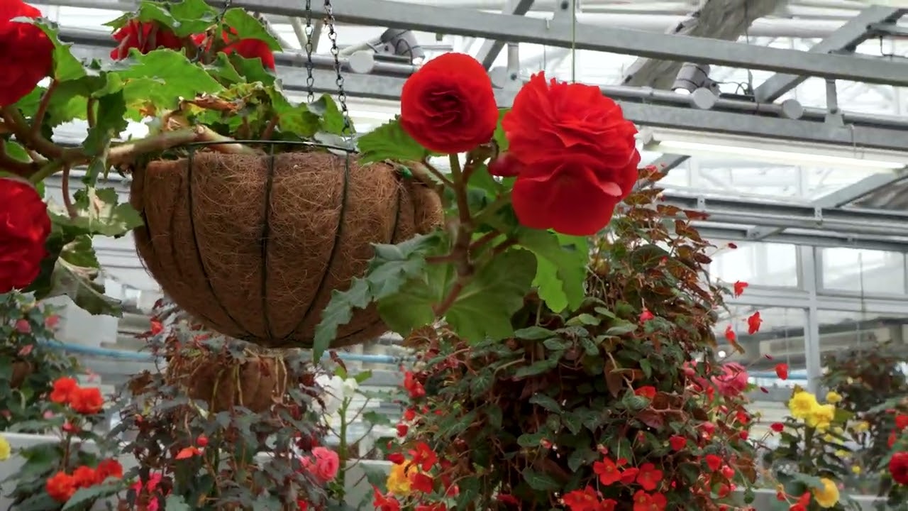 神代植物公園、調布市、東京、Jindai Botanical Garden, Chofu City, Tokyo