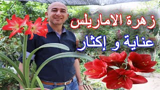 العناية و الاكثار من زهرة الاماريلس