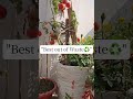 ​"Sadak kinare mile paudhe ne diye dheron Tamatar! 🌿♻️" #shorts #gardening #youtubeshorts