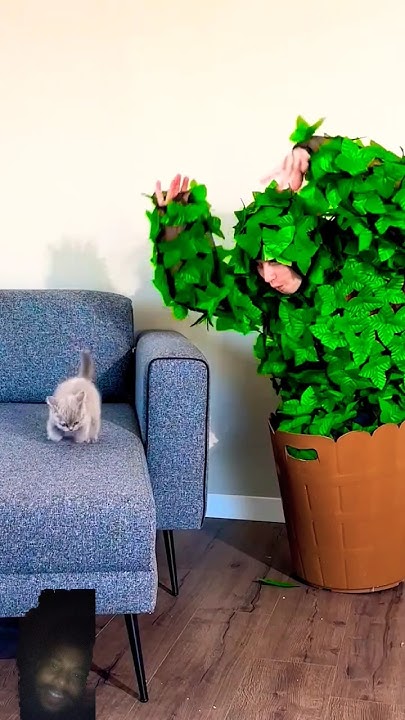 full-funny-prank-girl-funny-comedy-halloween-memes-cat-viral