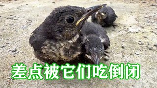 The three blackbirds saved by others by cutting down trees became the king of big stomachs after on