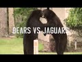 Week 6 Preview: Jaguars vs. Bears