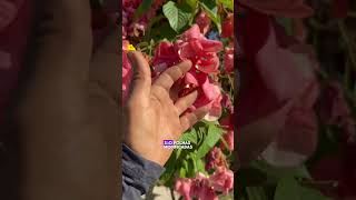 Planta linda pra sua calçada, vídeo completo no Instagram