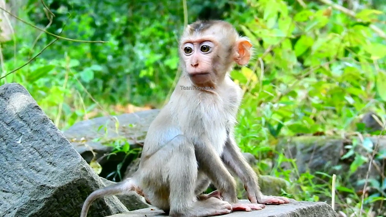 Team sovana baby thor and adopted mother can find Natural food eating full with family