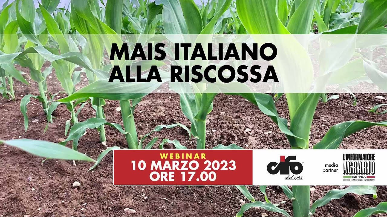 Mais italiano alla riscossa  - Nuove tecniche mirate per fare reddito, esperienze di successo