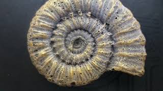 Ionic