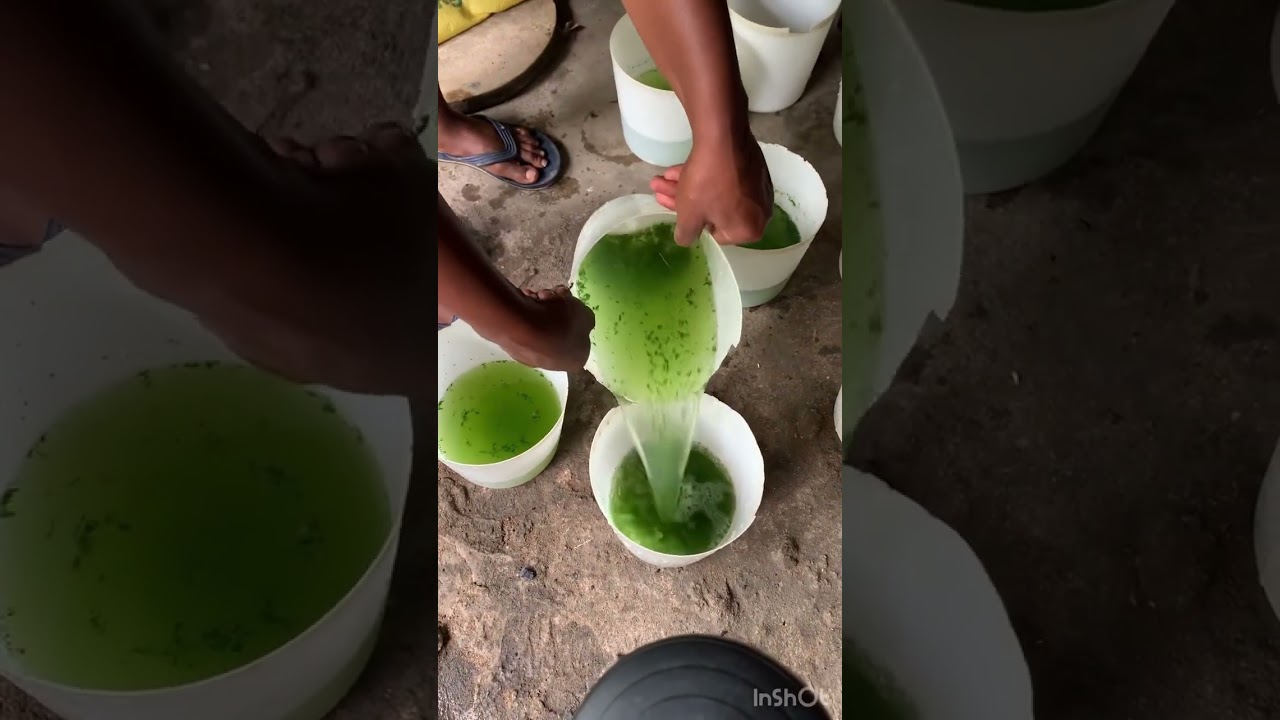Hello poultry farm lovers learn how to prepare moringa juices as harbs for your broilers