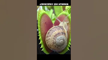 Венерина мухоловка