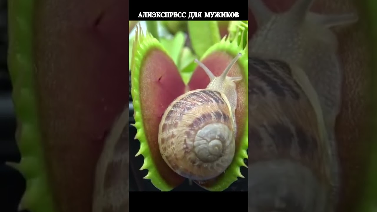 Венерина мухоловка