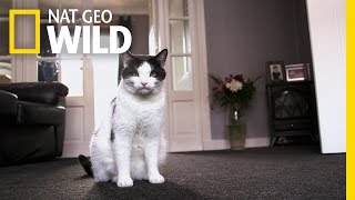 the cat who thinks she s a person kitten impossible