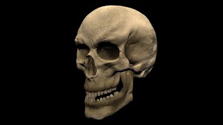 3D Skull Mudbox Sculpt Turntable Render