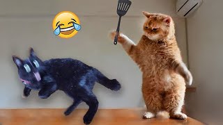 Try Not To Laugh  Funniest Cats and Dogs Videos