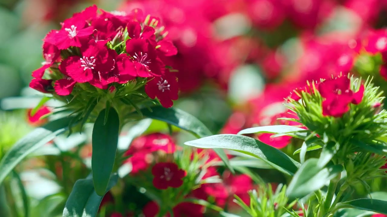 The Garden Gurus - Dianthus Dart Series