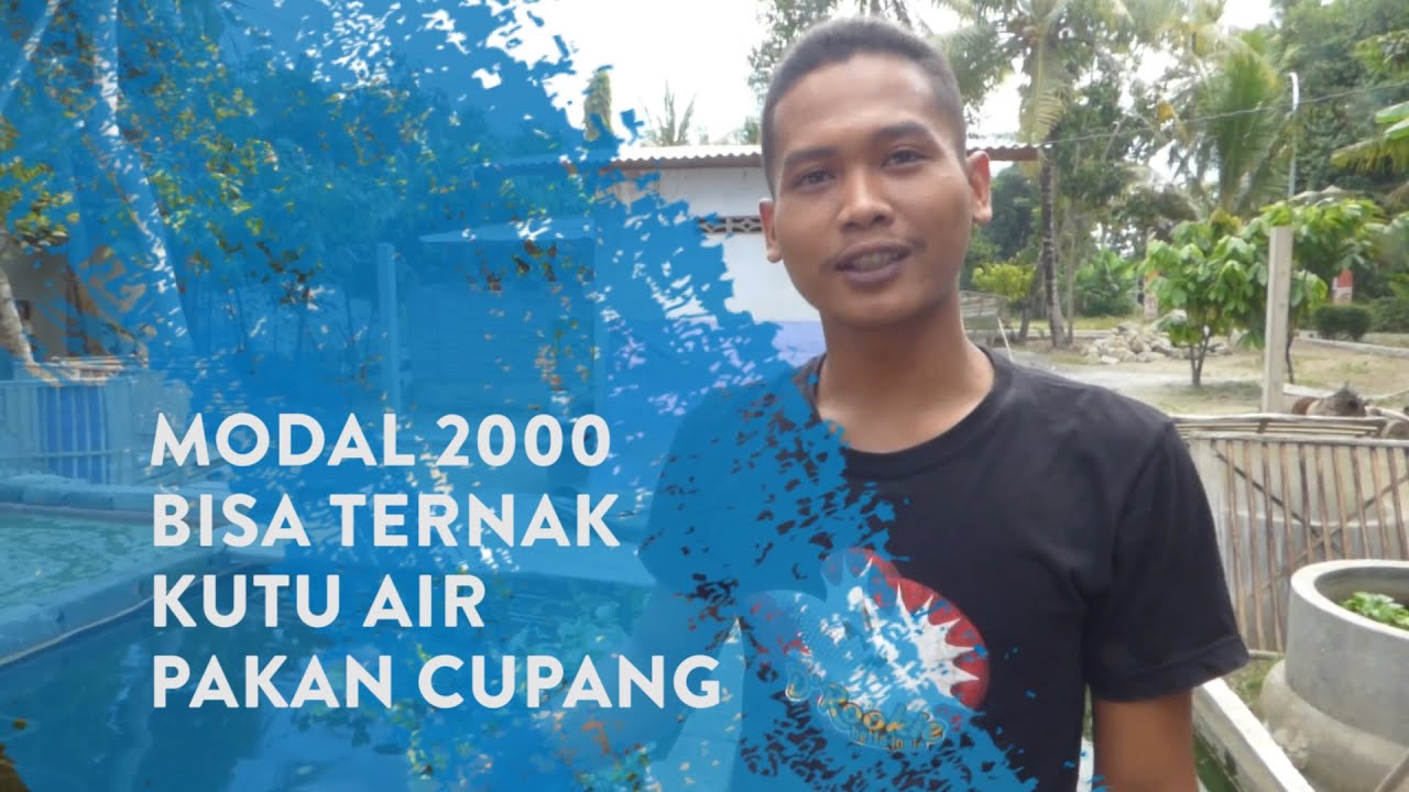 MODAL 2000 BISA TERNAK KUTU AIR PAKAN CUPANG 