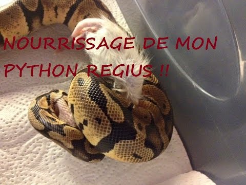 Vidéo: 10 méthodes pour obtenir des pythons royaux à manger congelés-décongelés, proie morte