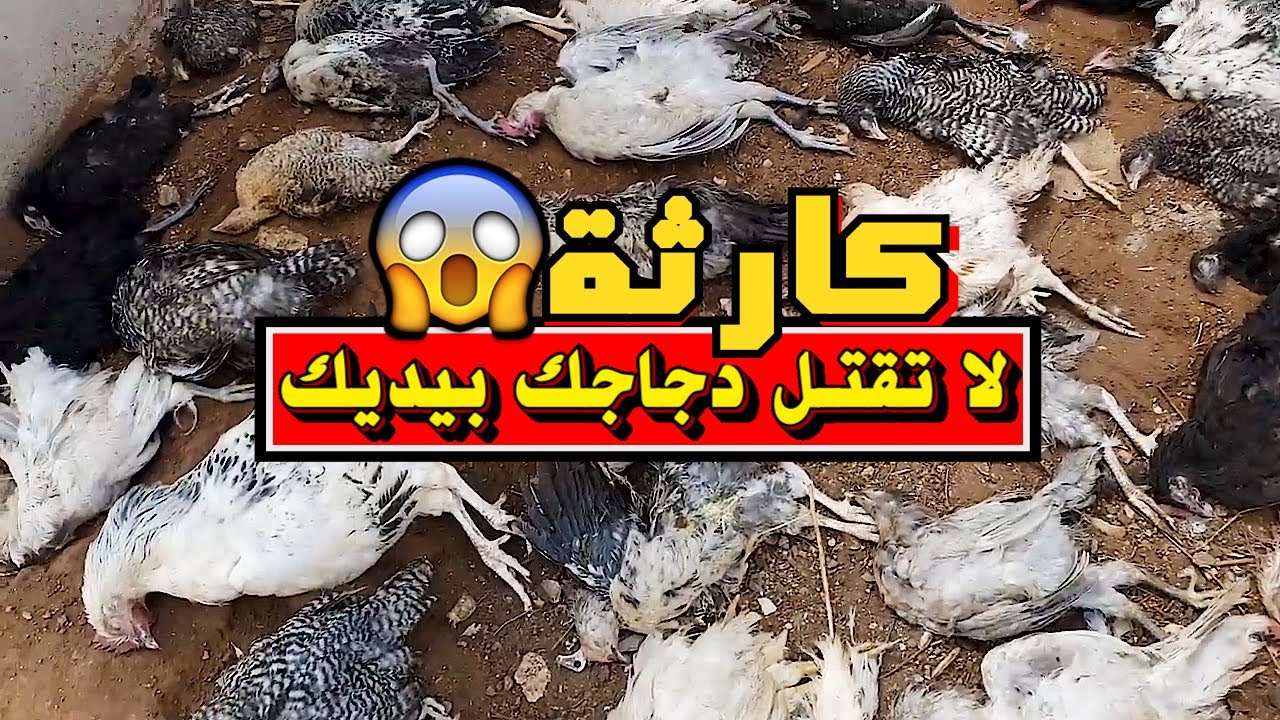 7 أخطاء كارثية تجعلك أنت السبب في نفوق دجاجك و فشل مشروعك في تربية الدجاج البلدي ⛔ نصائح مهمة جدا 🐔