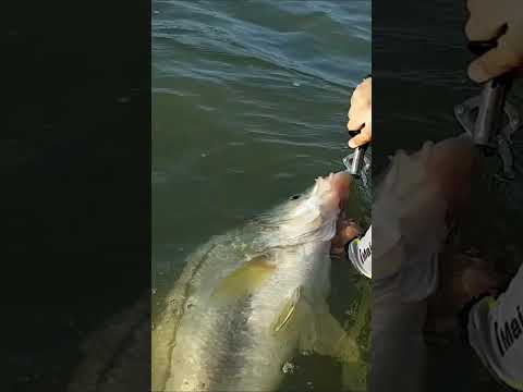 Vídeo: Pesca do Robalo Branco nos Lagos