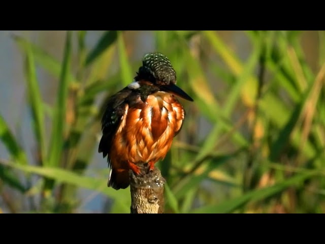 茄萣濕地奧斯卡影集藍寶石精靈---翠鳥Qieding Wetlands Oscar SeriesThe Sapphire Fairy, Common Kingfisher.