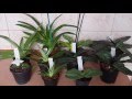 Все мои Венерины башмачки Paphiopedilum