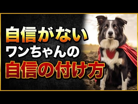 愛犬のビビリ克服！簡単3ステップ自信トレーニング法