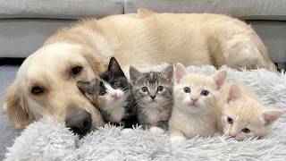 My Golden Retriever Became Dad to These Tiny Kittens Overnight While Mom Cat Was Away!