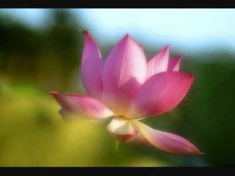 「掃塵除垢」的周利槃陀伽 （觀成法師之廣結善緣2709）