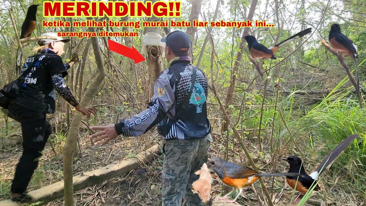 MERINDING!! Melihat Burung Murai batu liar sebanyak ini dan langsung menemukan sarang di lokasi