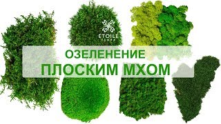 Плоский мох: озеленение стены. Flat moss wall by Etoile Flora