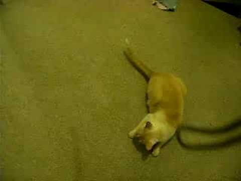 Funny Cat attacks a string