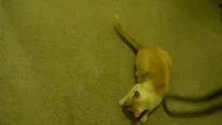 Funny Cat attacks a string