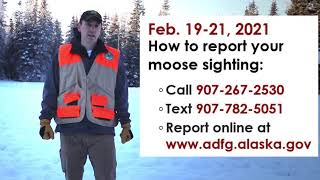 Anchorage Moose Survey 2021
