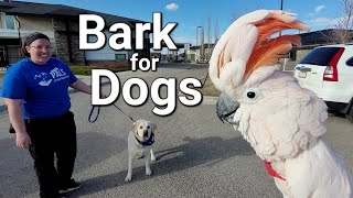 He BARKED at a Dog?! 🦜🐶 Max Meets Therapy Dogs at the Seniors Home!