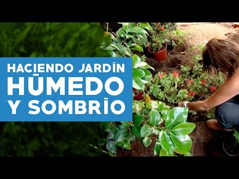Video: Que Plantas Elegir Para Un Jardín Húmedo