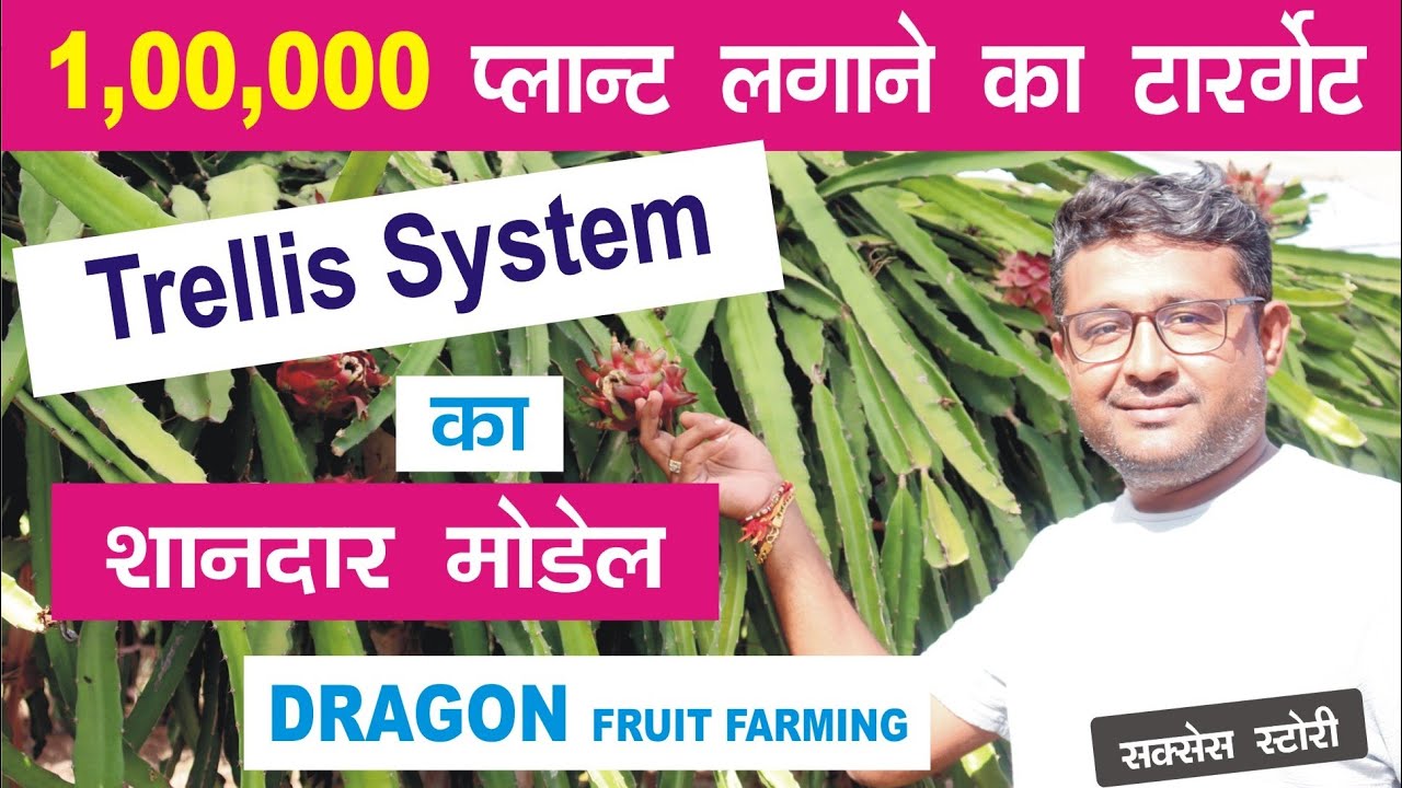 Dragon fruit trellis method 
