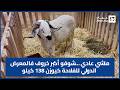 ماشي عادي شوفو أكبر خروف فالمعرض الدولي للفلاحة كيوزن 138 كيلو