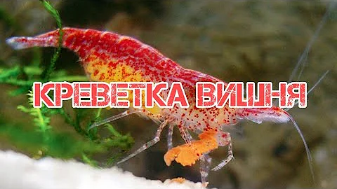 КРЕВЕТКА ВИШНЯ. СОДЕРЖАНИЕ И РАЗВЕДЕНИЕ В АКВАРИУМЕ
