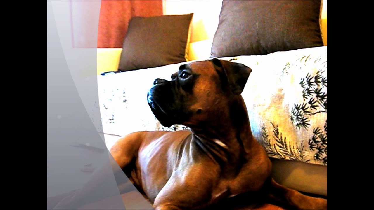 Oscar boxer dog talking and sing YouTube