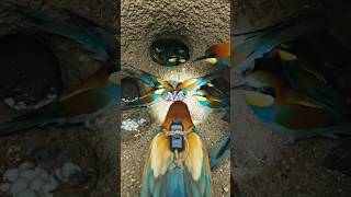 “Micro Camera on a Bee-Eater – Unreal POV!”#viralshorts#explore#birds #wildlife#bee-eater#incredible