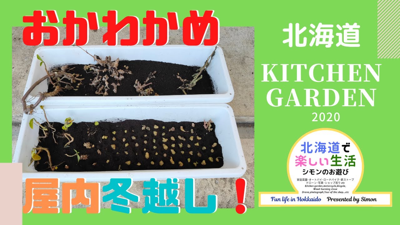 おかわかめ 雲南百薬 のムカゴを家の中で育てる 準備編 越冬するための毎年の作業風景 北海道の家庭菜園 Youtube