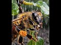 ¿Cómo Sobreviven las Abejas a la Lluvia? | Ciencia en la Naturaleza #documental #ciencia #parati