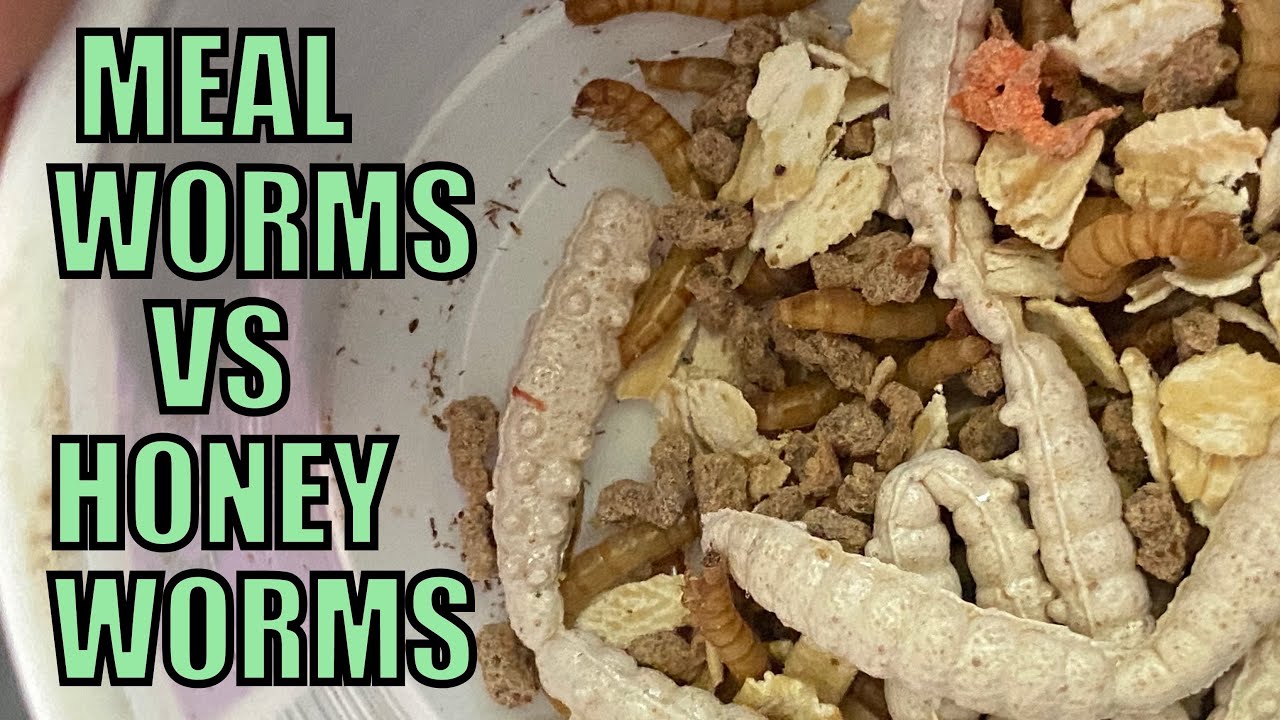 Berkley PowerBait Power Honey Worms VS Live Mealworms Fishing Bait