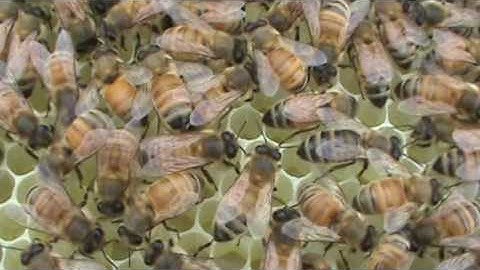 First Hive inspection after Package install.