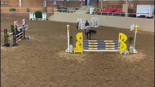 Lot 78 6yr 16.2 mare 