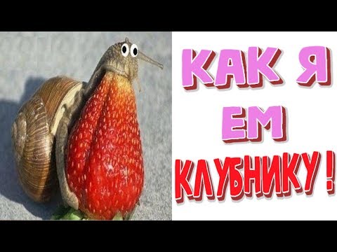 Лютые приколы. КАК Я ЕМ КЛУБНИКУ!!! Самое смешное видео! Попробуй не засмеяться! - Domi Show!